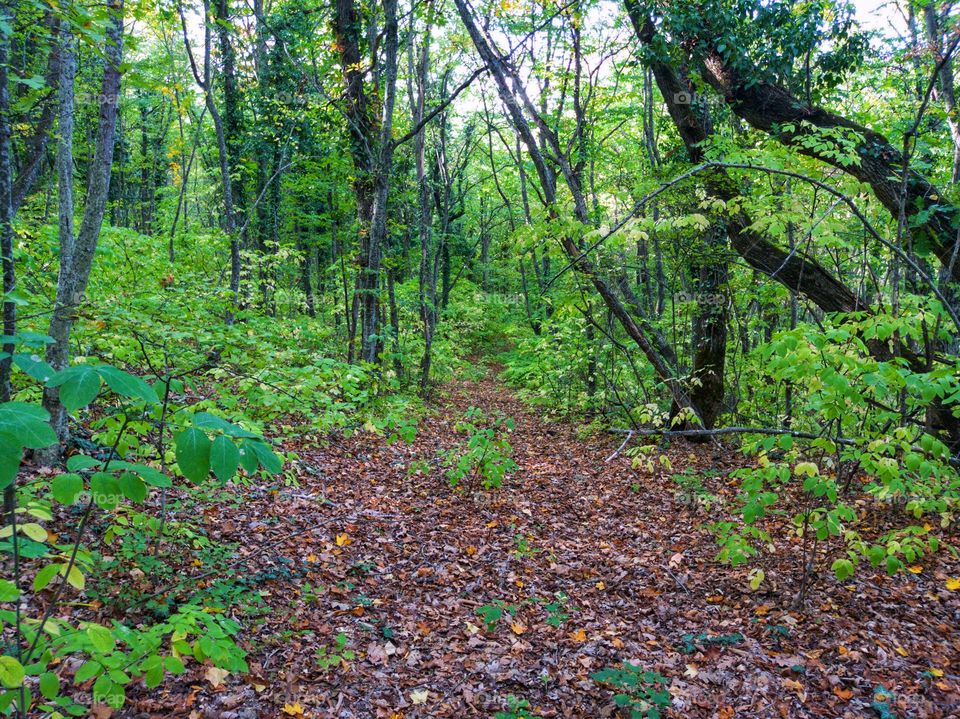 Forest. Trees and bushes in the forest. Fallen leaves. The beauty of nature.