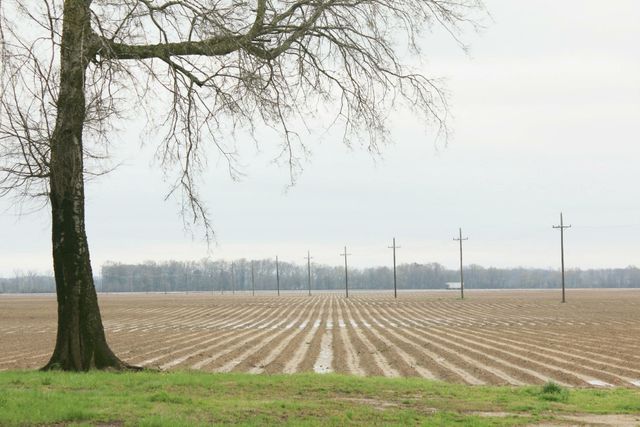 Lonely Rows