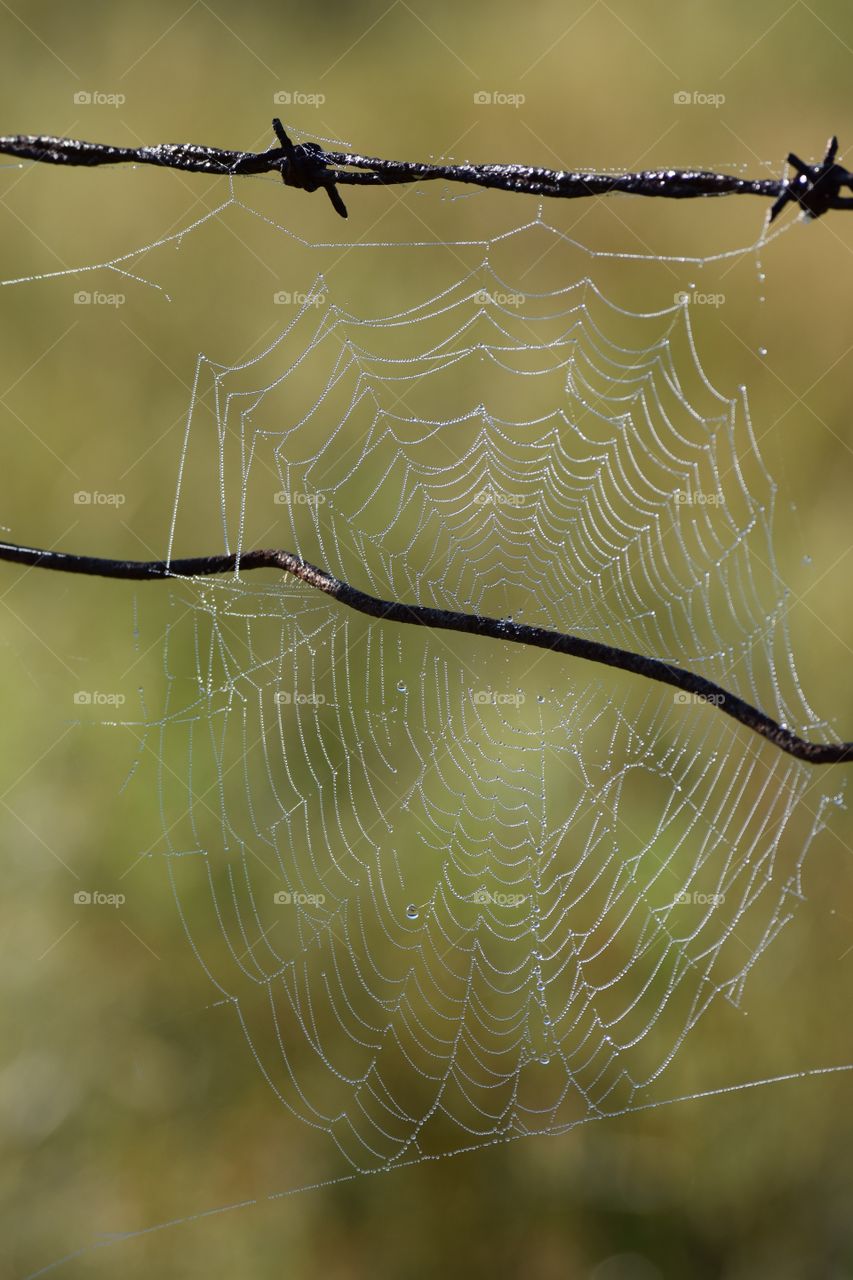 Spider web on barbed wire