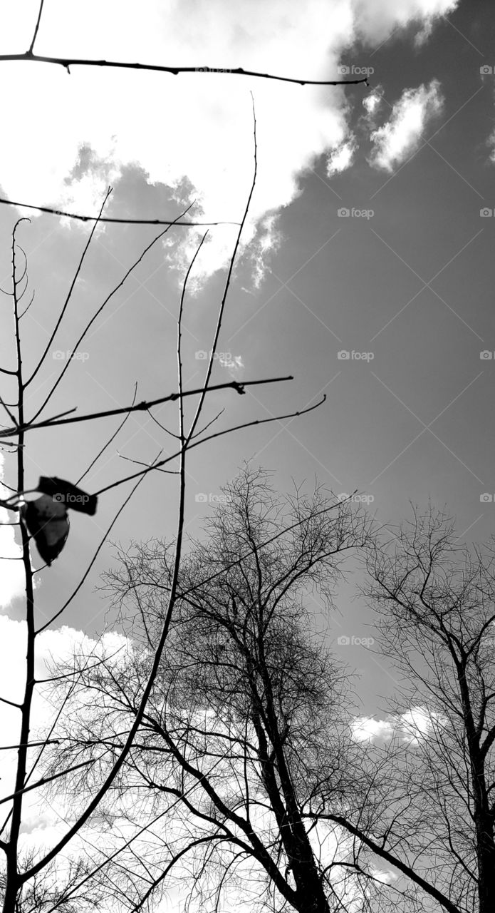 grayscale view of spring