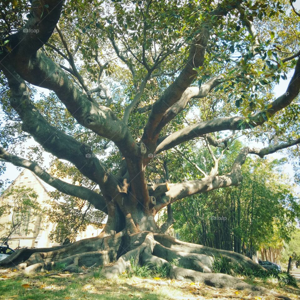 a beautiful,  old historic Moreton Bay fig tree in St Stephen's cemetery.