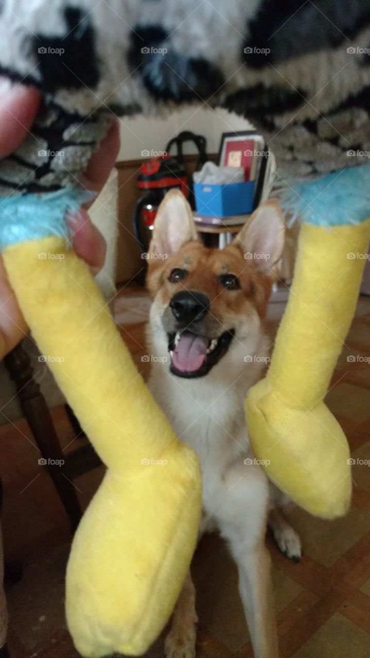 lover of squeaky toys