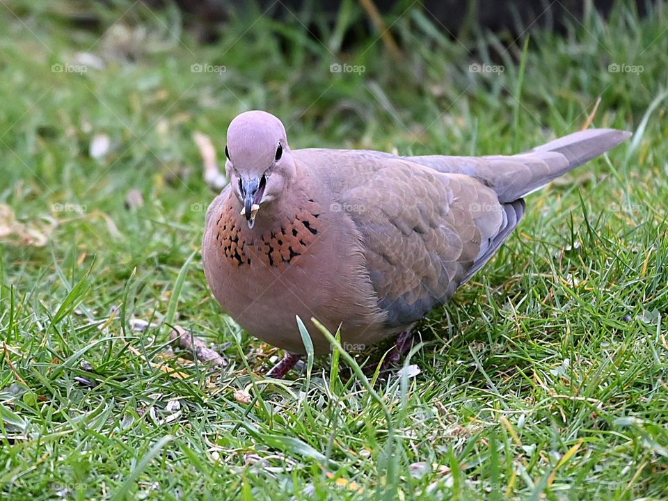 the beautiful one in the meadow