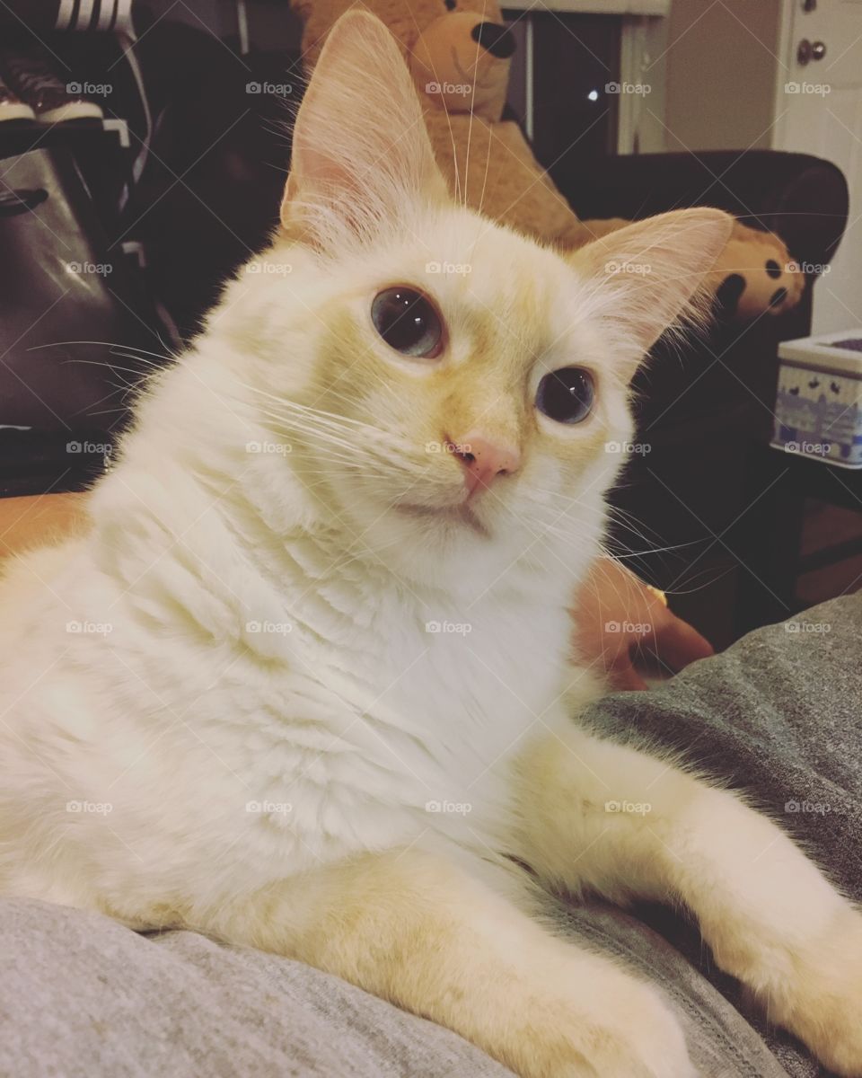 His name is Cream, one year old mixed Ragdoll and Birman.
