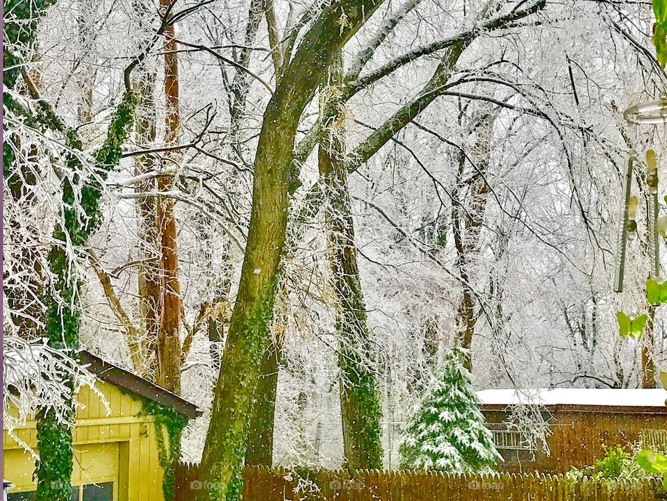 Backyard snow