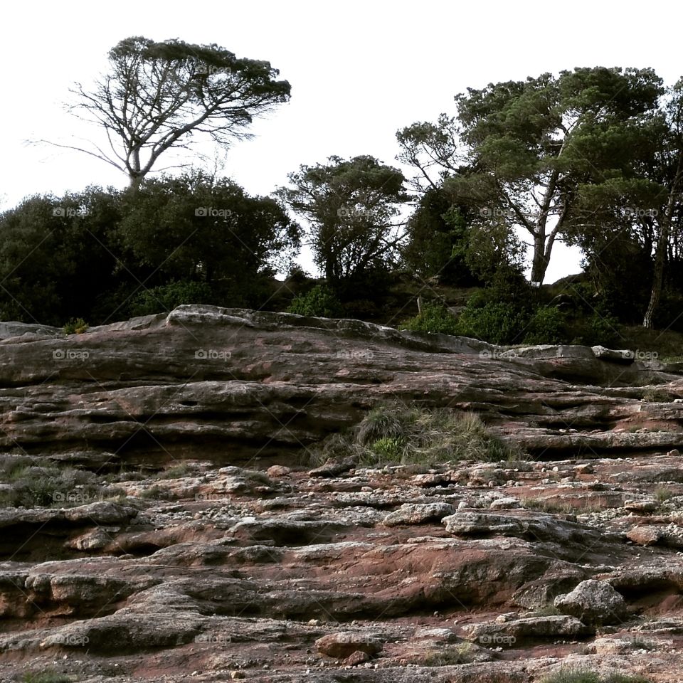 Red rocks. red rocks under pines