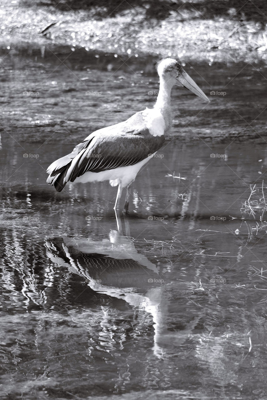 STORK REFLECTION