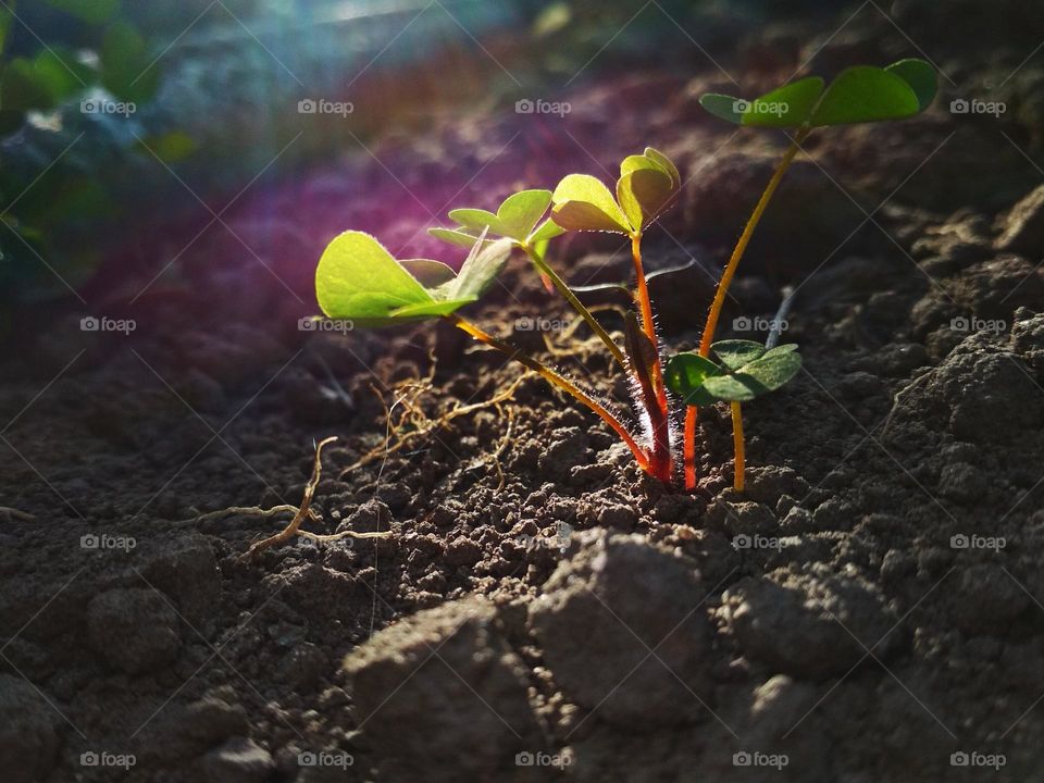 Rainbow colours. Oxalis stricta, called the common yellow woodsorrel, common yellow oxalis, upright yellow-sorrel, lemon clover, sourgrass, sheep weed, pickle plant