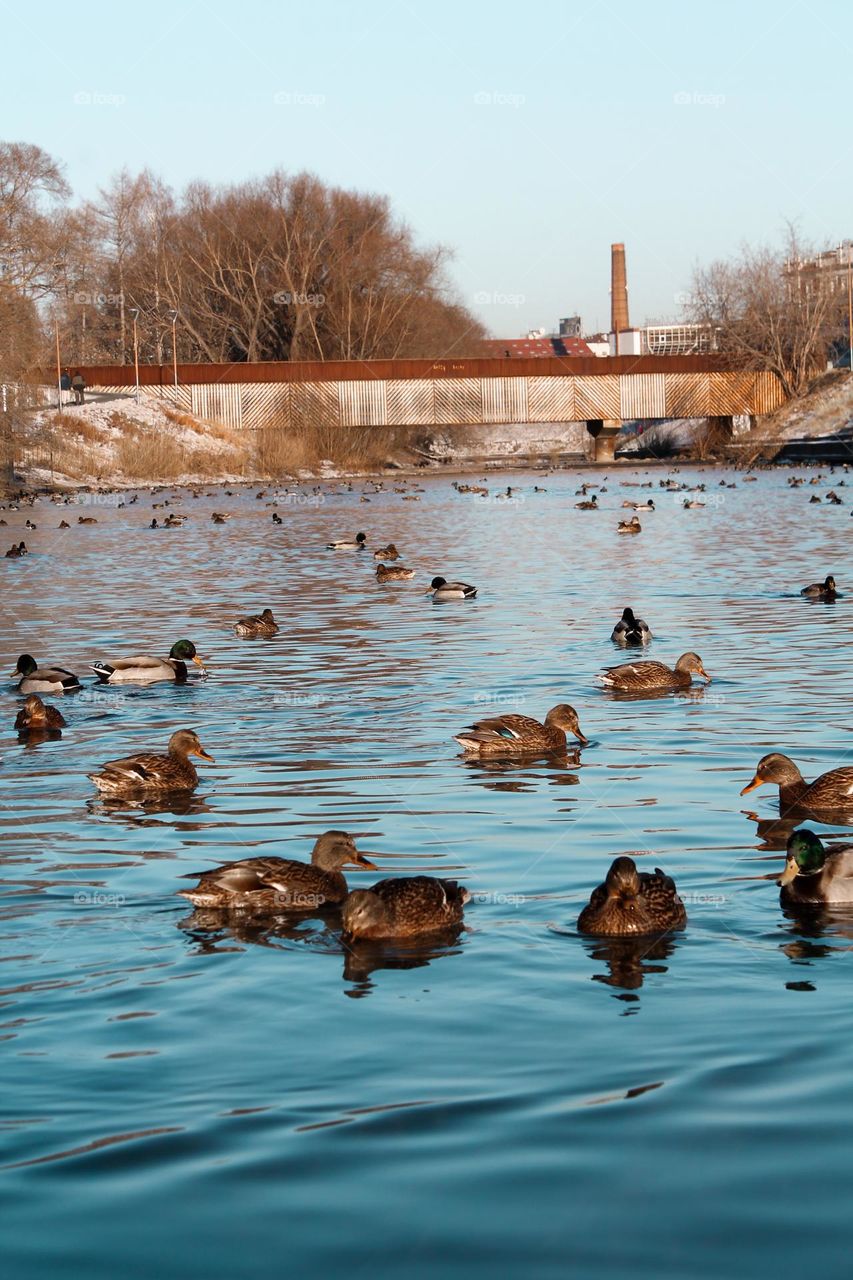 Cute ducks