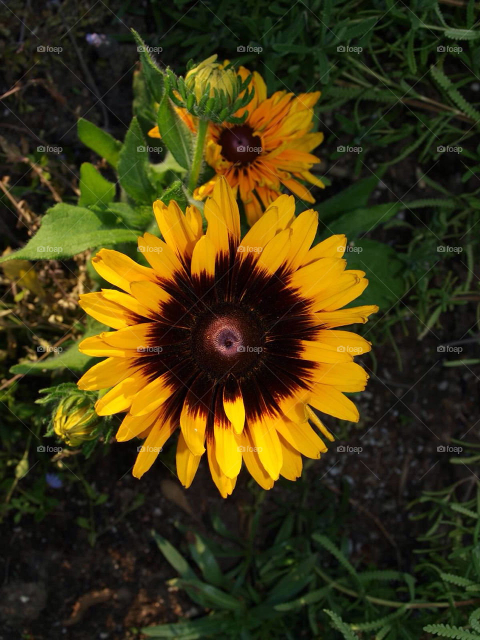 flower sun flower by ezdrossi