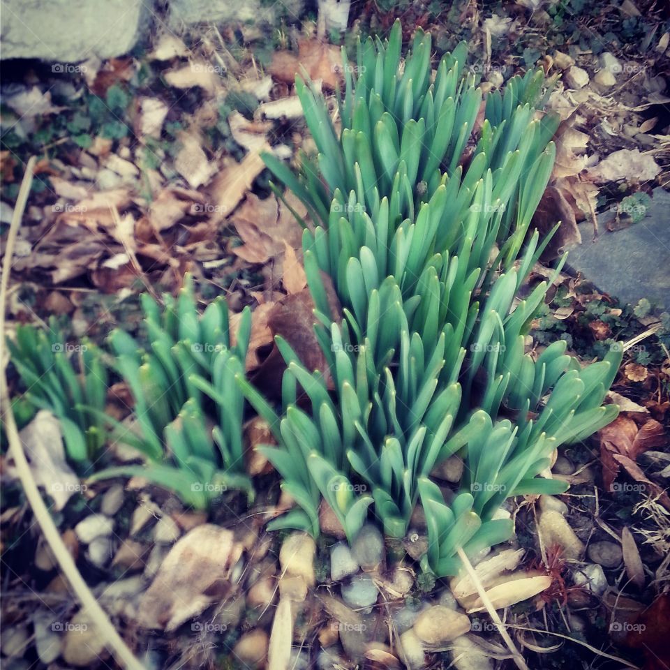 First buds of spring