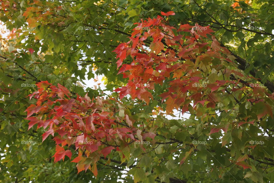 Rouge sur vert