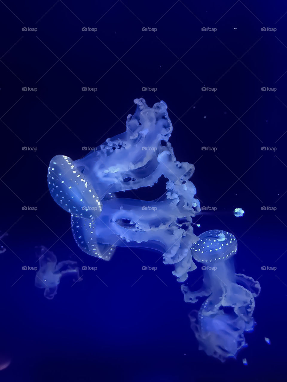 Jellyfish
