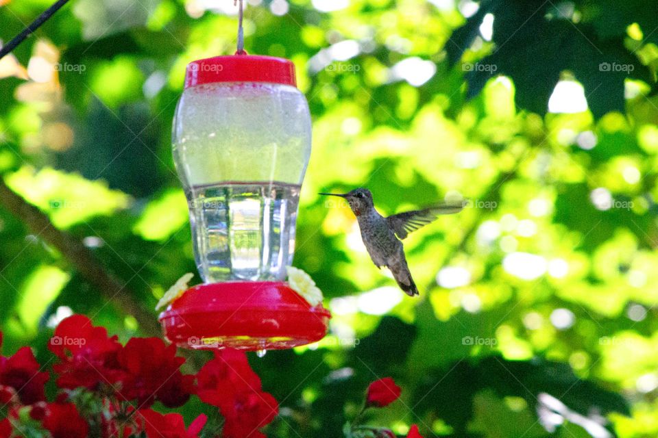 Female Hummingbird hovering between drinks from my deck sugar water feeder.  Hard to catch her on film and in focus!