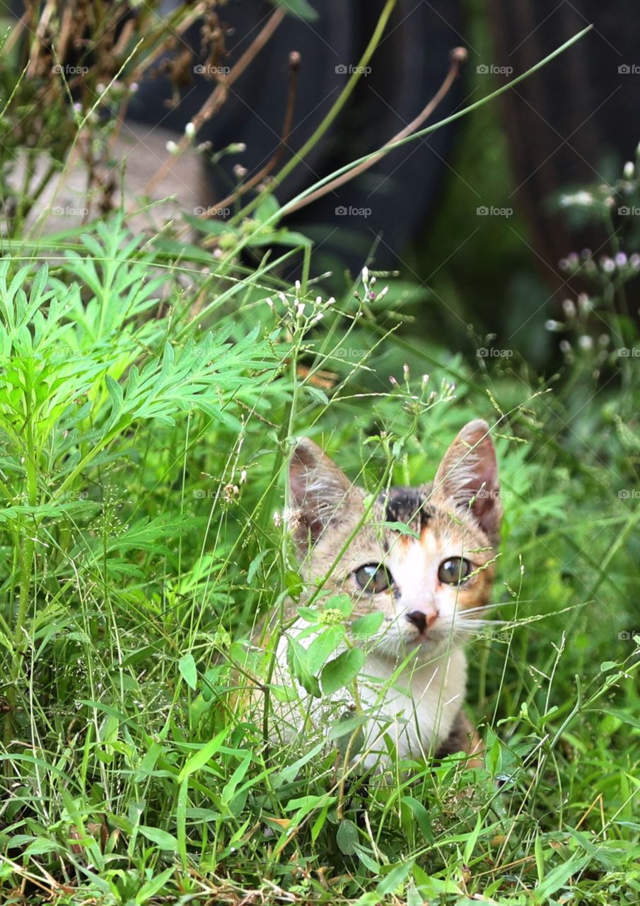 kitten plays in the yard