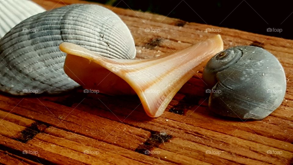 Close -up of seashells