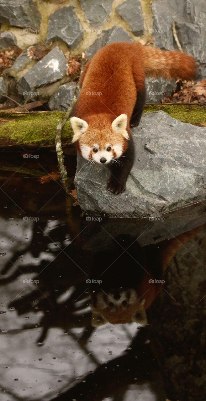 reflection of a red panda