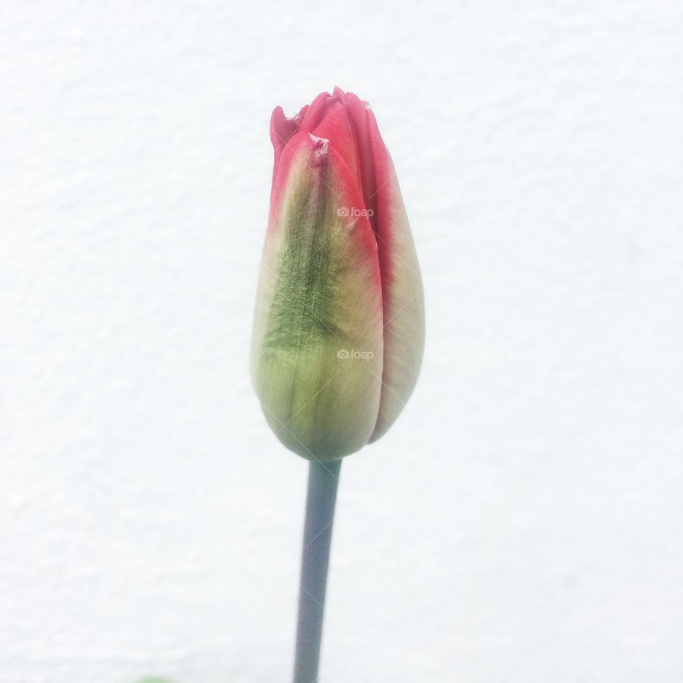 Lone Tulip 
