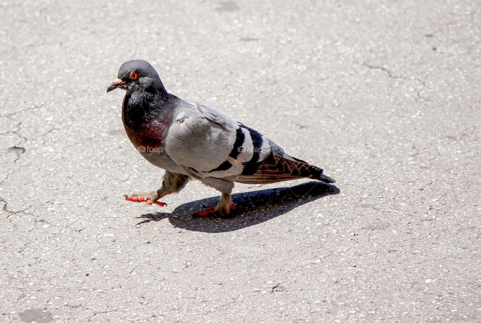 Pigeon shadow at the noon