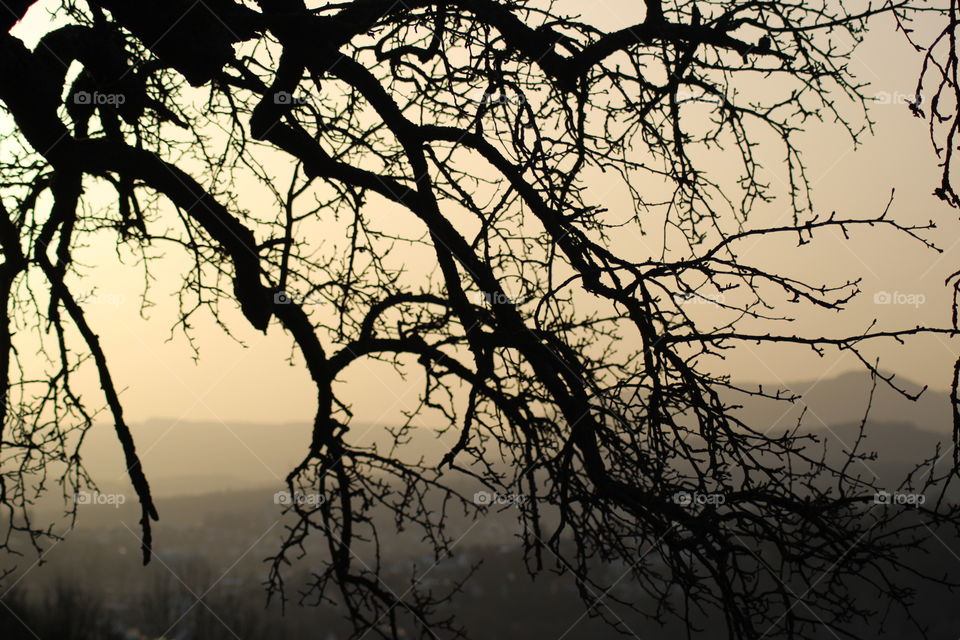 Ast beim Sonnenaufgang