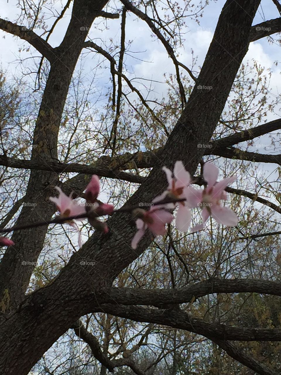 Pink peach blossoms in the spring against wisteria vines and a blue sky.