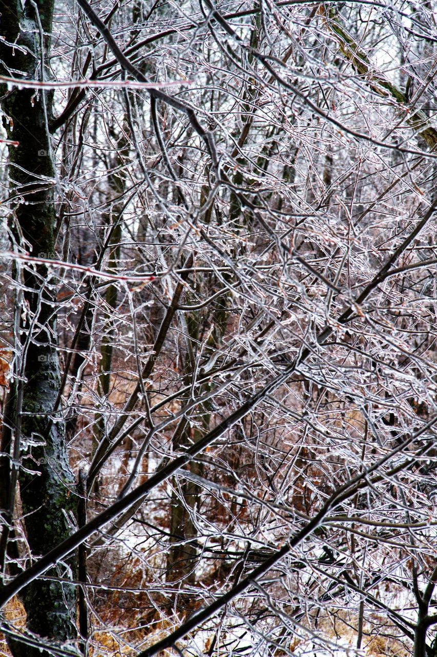 ice trees