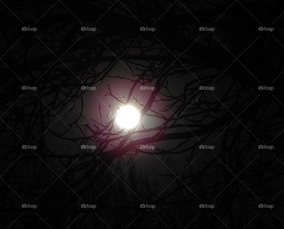 Moon in branches