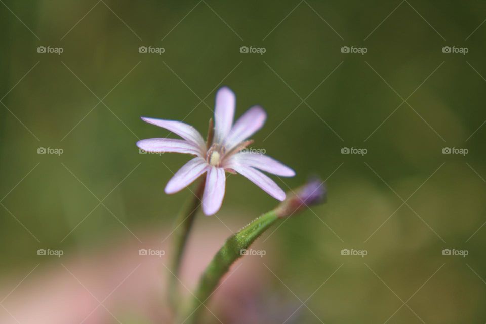 Close up macro shot of a purple flower with a green grassy background