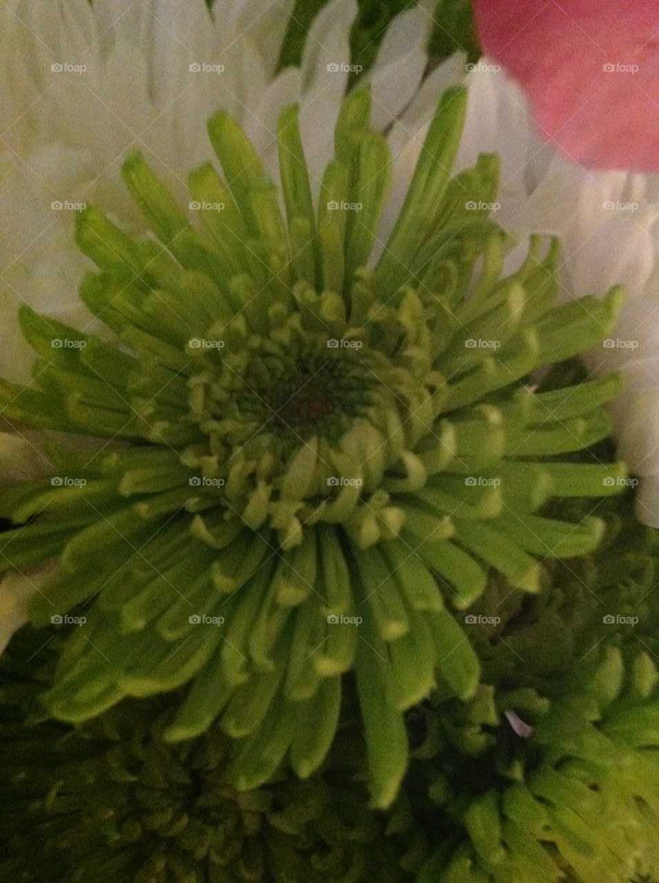 Beautiful closeup shot of a blooming Springtime flower.