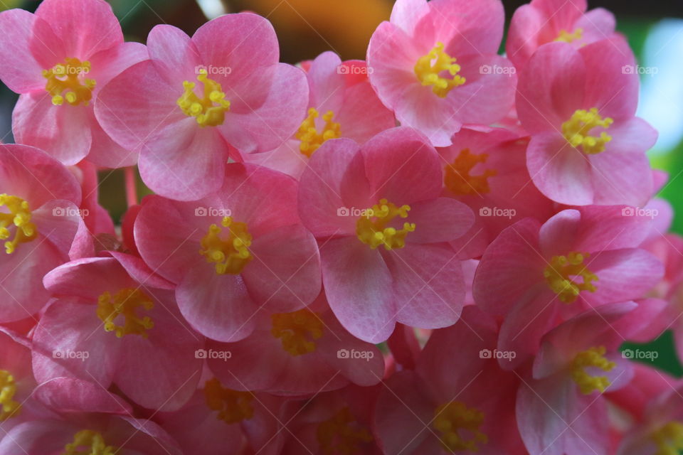 Pink flowers with yellow stoma