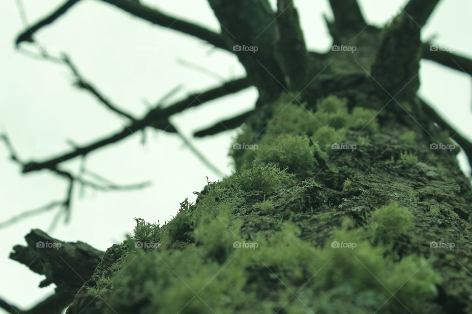 A skyward facing closeup of a dead tree. Near the bottom of the tree the bark is shown covered with fluffy green moss and lichen and further skyward are the dark bare branches against a pale grey cloudy sky. 