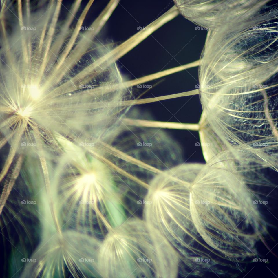 dandelion