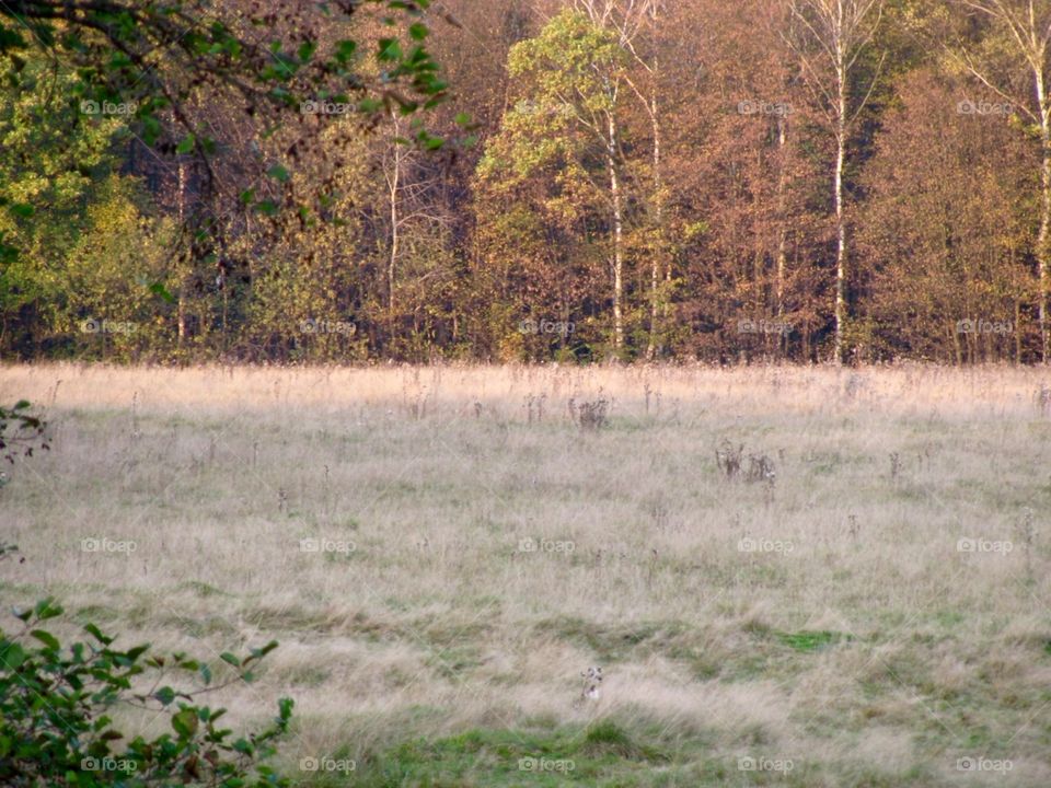 Autumn in the fields