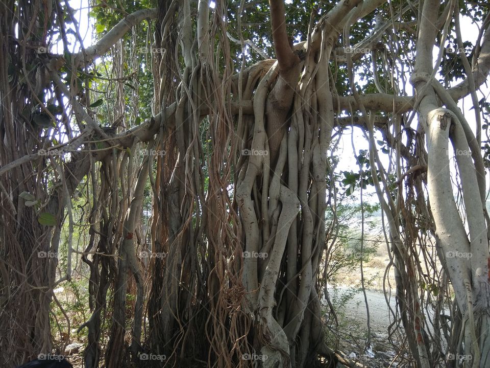 verry nice to trees voot