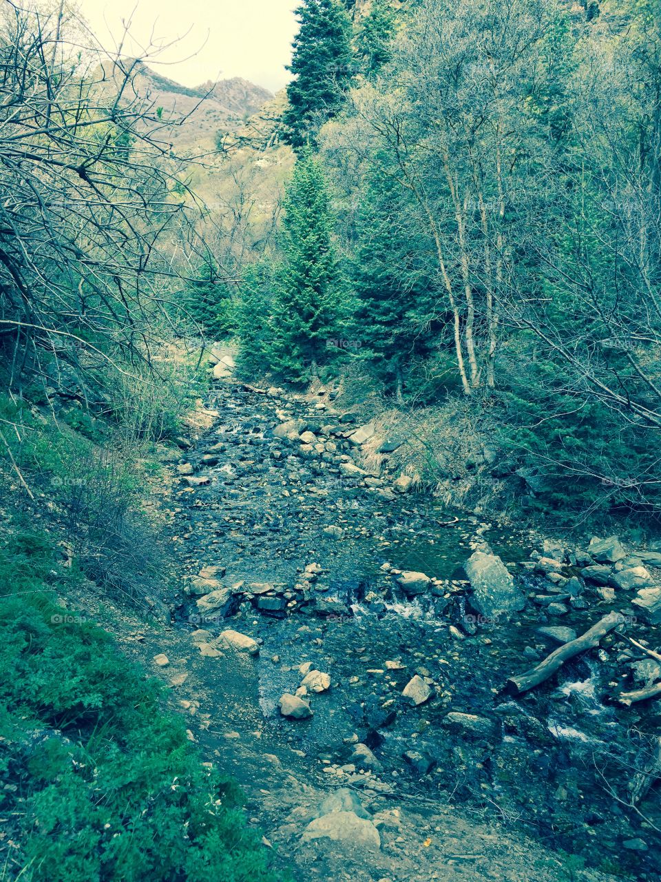 Mountain stream