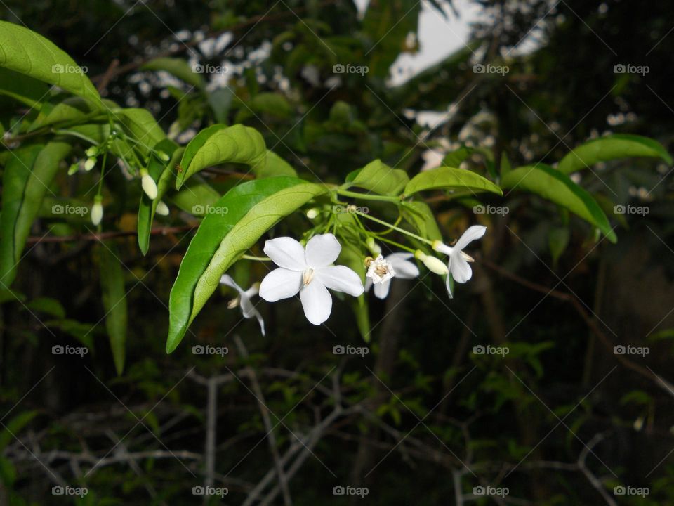 Murraya Paniculata flower