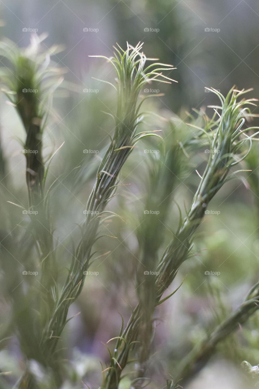 macro photography of moss