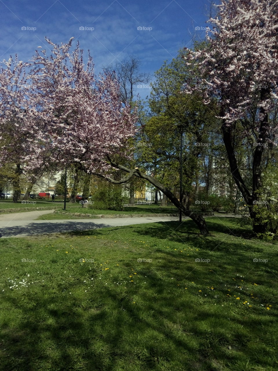 Park Generala de Gaulla. Poland
