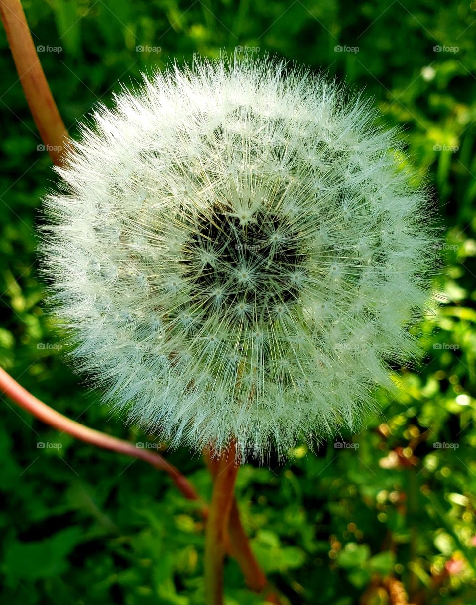 Dandelion, a wish ball.
