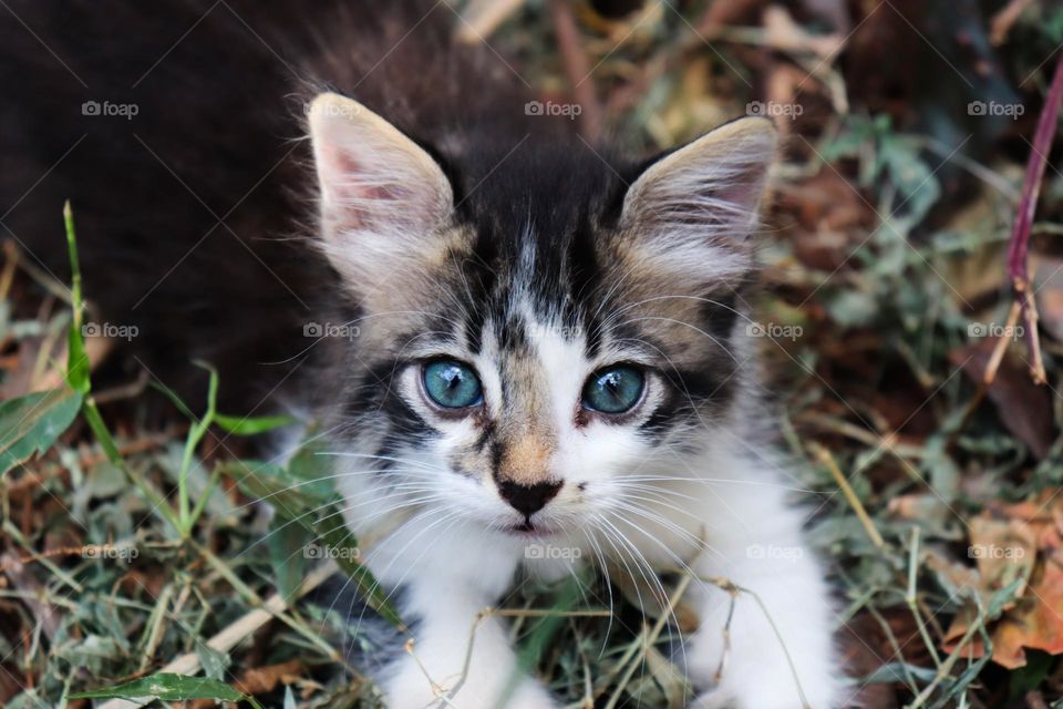 Pequeno filhote de gato