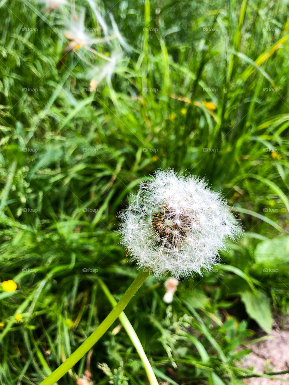 Одуванчик 