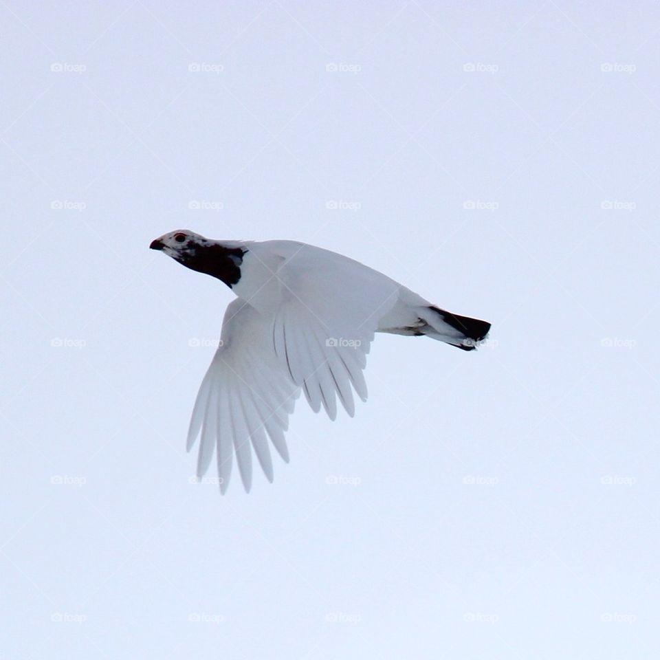 Flying grouse 