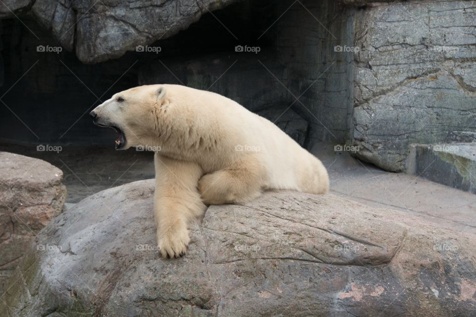 Polar bear 