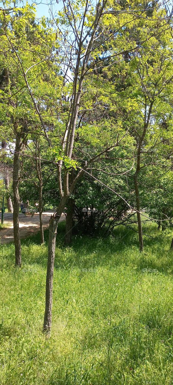 magical nature pictures