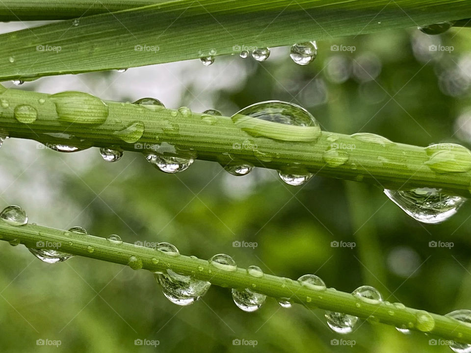 Raindrop 