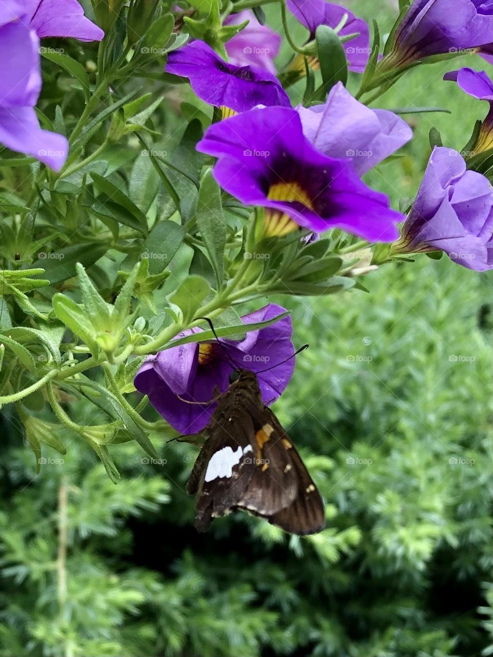 Silver spotted skipper flasher butterfly pollinating purple petunia summer flowers nature plants wildlife bugs insects backyard garden container gardening patio plants epargyreus clarus glimmers small moments of happiness relaxing leaves foliage