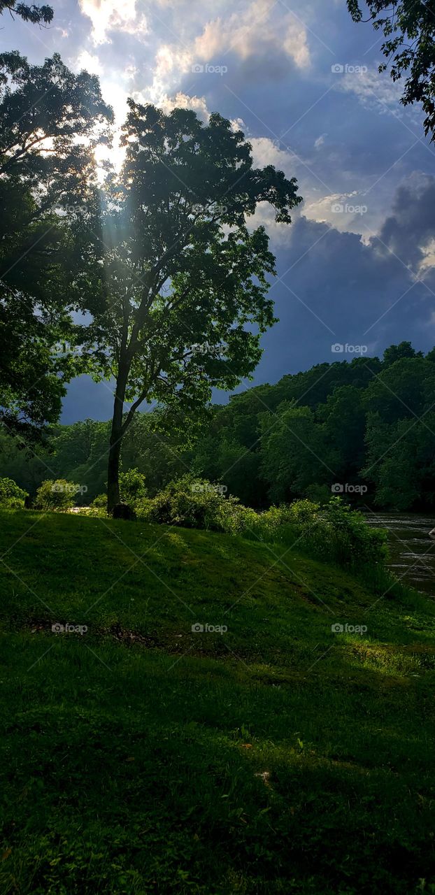 tree with stormy sky