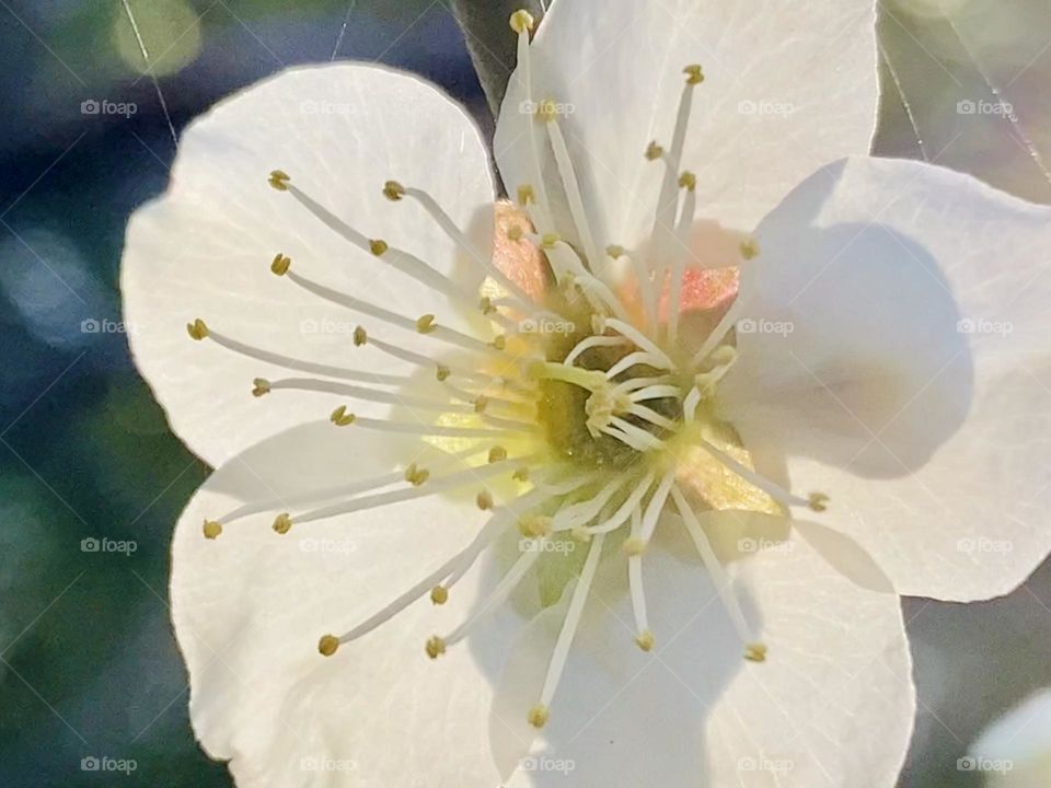 White plum blossom