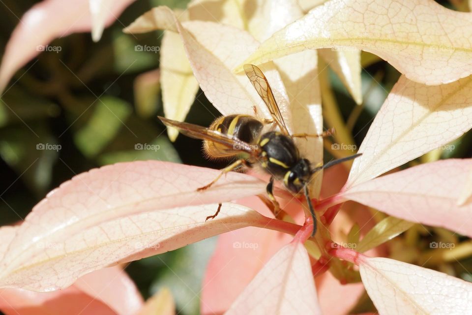 Yellow legged wasp/hornet ?!?! 