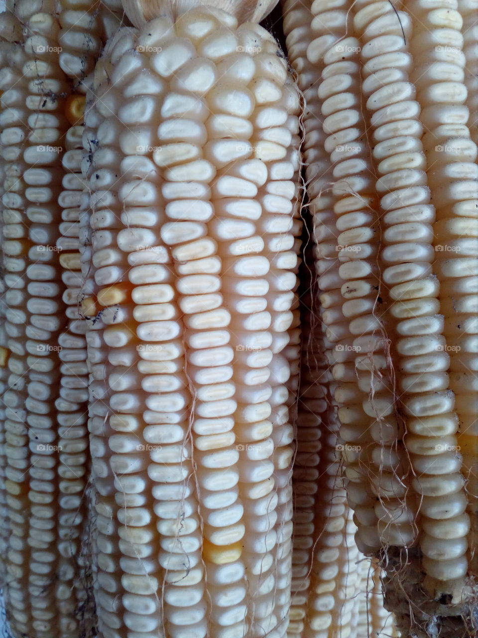 white corn